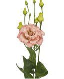 Эустома Alissa 2 Light Apricot impr. pro-Alissa2LightApricotim-1000 фото