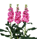 Маттиола Iron Rose Pink pro-matirorospin-1000 фото