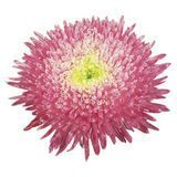 Айстра Benary&rsquo;s Princess Crimson pro-astbenpricri-5000 фото