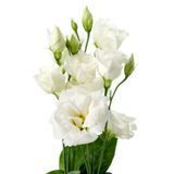 Eустома Arena F1 Pure White 1 pro-ArenaPureWhite1-1000 фото