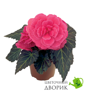 Бегония Nonstop Mocca F1 Pink Shades NonstopMoccaPinkShades фото