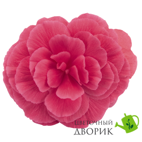 Бегония Nonstop Mocca F1 Pink Shades NonstopMoccaPinkShades фото