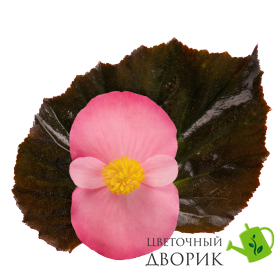 Бегонія  Stonehedge F1 Rose Bronze Leaf  pro-StonehedgeRBL-500 фото