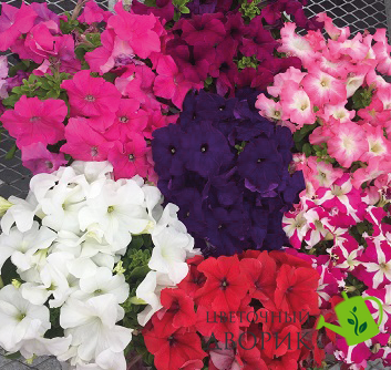 Петуния Success! HD F1 Maxi Mix pro-petsuchdf1maxmix-500 фото