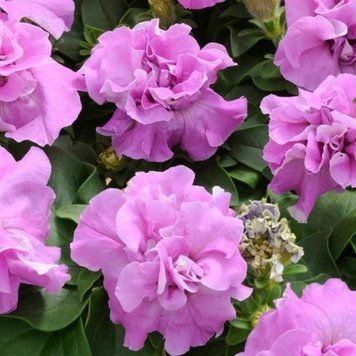 Петуния Duo F1 Lavender DuoLavender-10 фото