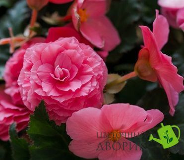 Бегония Nonstop Mocca F1 Pink Shades NonstopMoccaPinkShades фото