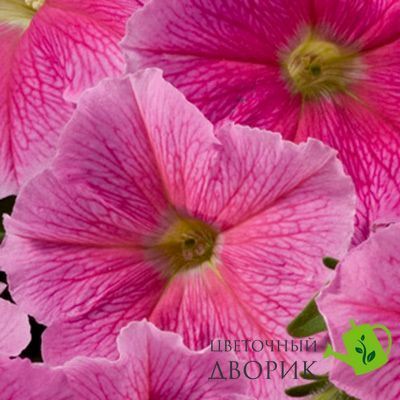 Петунiя Celebrity F1 Strawberry Ice pro-CelebrityStrawbIce-500drr фото