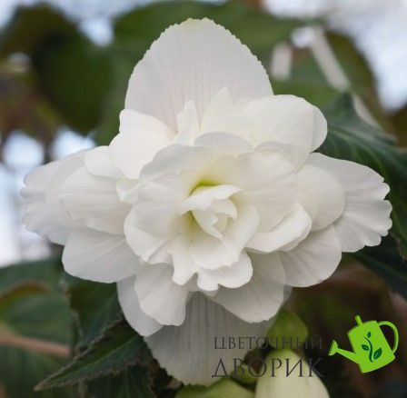 Бегонiя Illumination F1 White IlluminationWhite фото