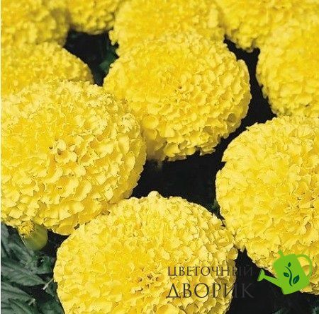 Тагетес Discovery Yellow pro-tagdisyel-500 фото