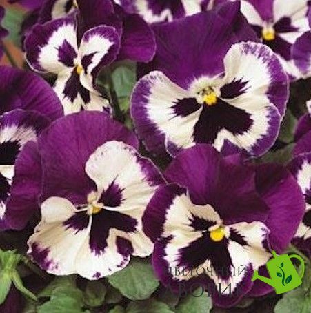 Виола Spring Matrix F1 Purple and White pro-SpringMatrixPurpWh-1000 фото