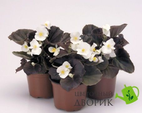 Бегонiя Nightlife White pro-begnigwhi-1000 фото