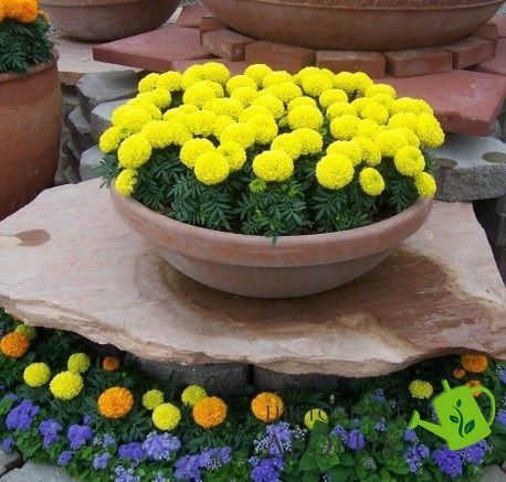 Тагетес Discovery Yellow pro-tagdisyel-500 фото