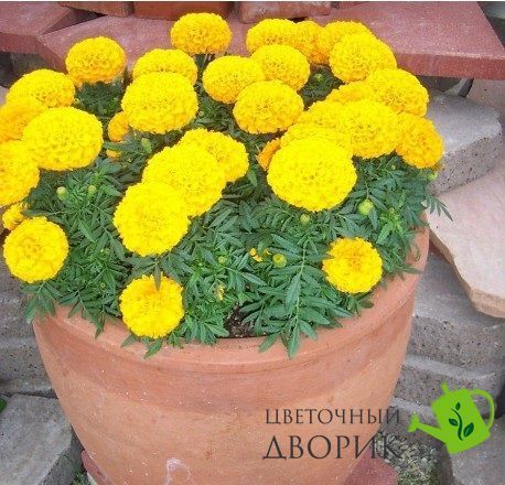 Тагетес Discovery Yellow pro-tagdisyel-500 фото