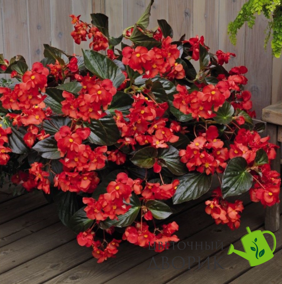 Бегонiя Big DeluXXe F1 Red Bronze Leaf pro-begbigdelf1redbrolea-500 фото