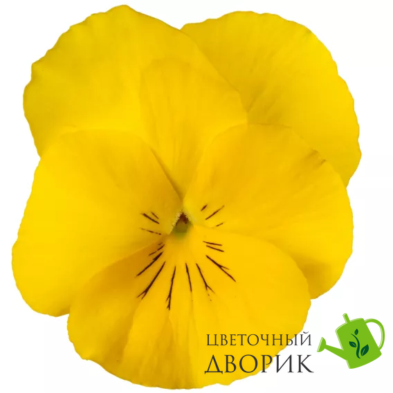 Віола Wellspring Yellow New2027 pro-WellspringYellow-1000 фото