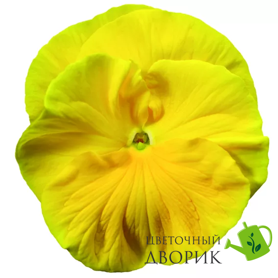 Вiола Colossus F1 Pure Golden Yellow ColossusPGYellow фото