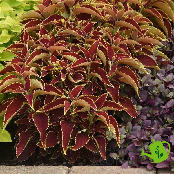 Колеус Premium Sun Ruby Heart  pro-kolpresunchocovche-100 фото
