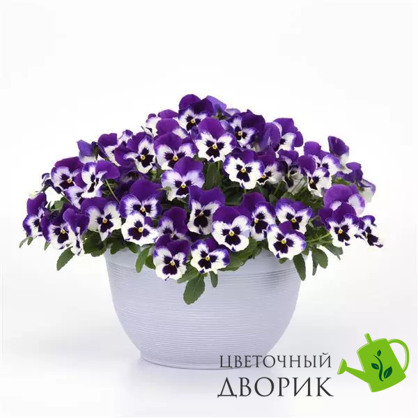 Віола Top Wave Purple White  TopWavePurpleWhite-5 фото