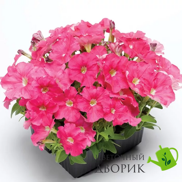 Петунія Picobella F1 Pink pro-petpicf1pin-1000s фото