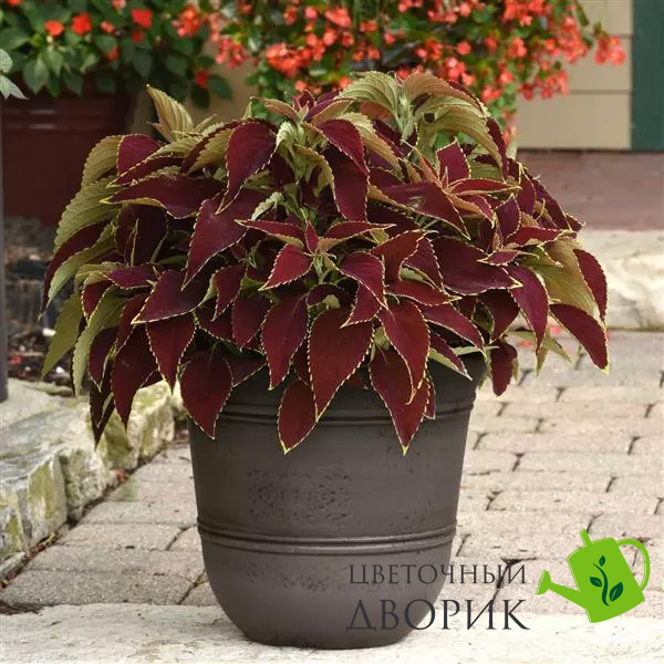 Колеус Premium Sun Ruby Heart  pro-kolpresunchocovche-100 фото