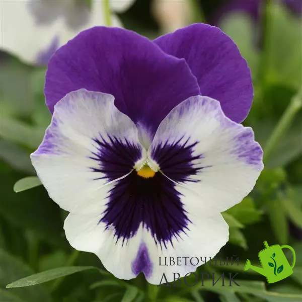 Віола Top Wave Purple White  TopWavePurpleWhite-5 фото
