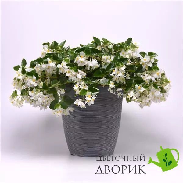 Бегонія Hula F1 White HulaWhite-5 фото