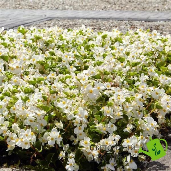 Бегонія Hula F1 White HulaWhite-5 фото