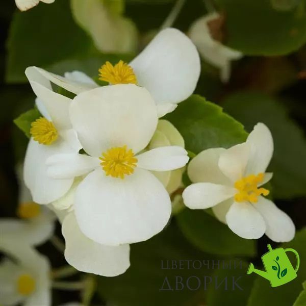Бегонія Hula F1 White HulaWhite-5 фото