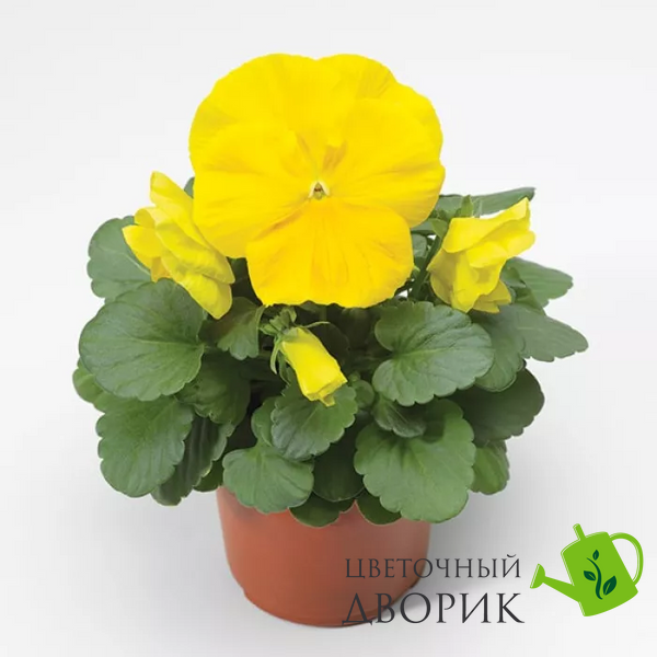 Вiола Colossus F1 Pure Golden Yellow ColossusPGYellow фото