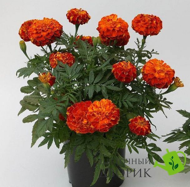 Тагетес Zenith F1 Red pro-ZenithRed-1000seed фото