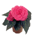 Бегония Nonstop Mocca F1 Pink Shades NonstopMoccaPinkShades фото 2