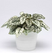 Гипоэстес Splash Select White SplashSelectWhite фото 1