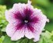 Петуния Limbo F1 Orchid Veined LimboOrchidVei-10 фото 1