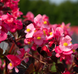 Бегонія  Stonehedge F1 Rose Bronze Leaf  pro-StonehedgeRBL-500 фото 1