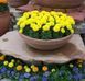 Тагетес Discovery Yellow pro-tagdisyel-500 фото 3
