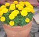 Тагетес Discovery Yellow pro-tagdisyel-500 фото 4