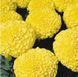 Тагетес Discovery Yellow pro-tagdisyel-500 фото 2
