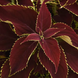 Колеус Premium Sun Ruby Heart  pro-kolpresunchocovche-100 фото 1