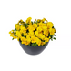 Віола Wellspring Yellow New2027 pro-WellspringYellow-1000 фото 1