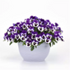 Віола Top Wave Purple White  TopWavePurpleWhite-5 фото 2