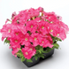 Петунія Picobella F1 Pink pro-petpicf1pin-1000s фото 2