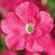 Петунія Picobella F1 Pink pro-petpicf1pin-1000s фото 1