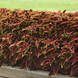 Колеус Premium Sun Ruby Heart  pro-kolpresunchocovche-100 фото 4