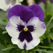 Віола Top Wave Purple White  TopWavePurpleWhite-5 фото 3