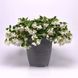 Бегонія Hula F1 White HulaWhite-5 фото 3