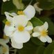 Бегонія Hula F1 White HulaWhite-5 фото 2