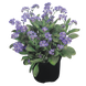 Незабудка Bluesylva pro-nezblu-1000 фото 1