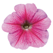Петунiя Celebrity F1 Strawberry Ice pro-CelebrityStrawbIce-500drr фото 1