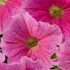 Петунiя Celebrity F1 Strawberry Ice pro-CelebrityStrawbIce-500drr фото 2