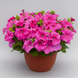 Петунiя Prism F1 Pink pro-PrismPink-1000dr фото 1